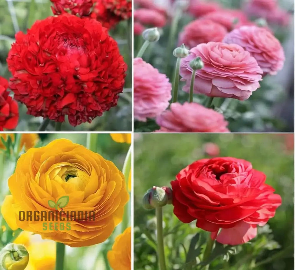 Ranunculus Flower Mixed Color Seeds – Elevate Your Gardening Experience With A Spectrum Of