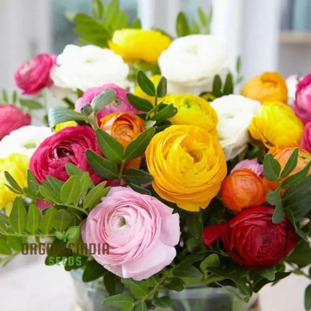 Ranunculus Flower Mixed Color Seeds – Elevate Your Gardening Experience With A Spectrum Of