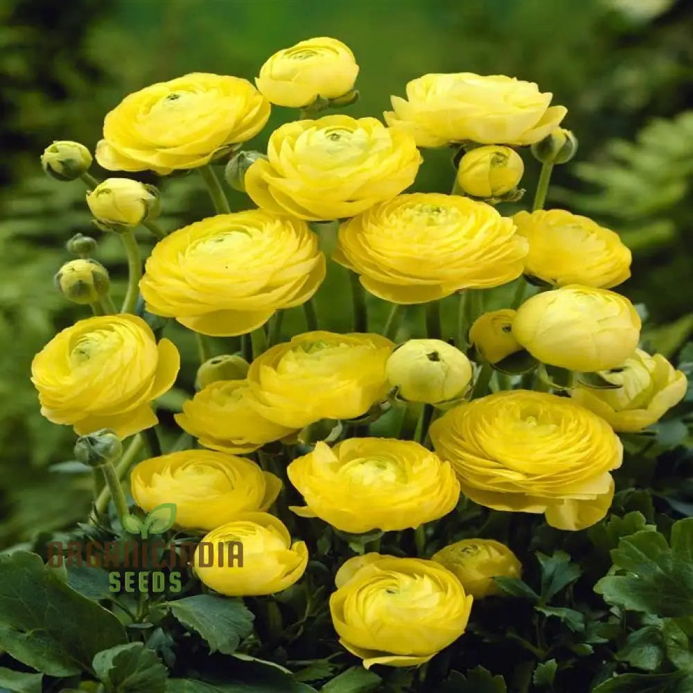 Ranunculus Flower Seeds (Yellow) - Easy Planting Guide Included For Bright Blooms