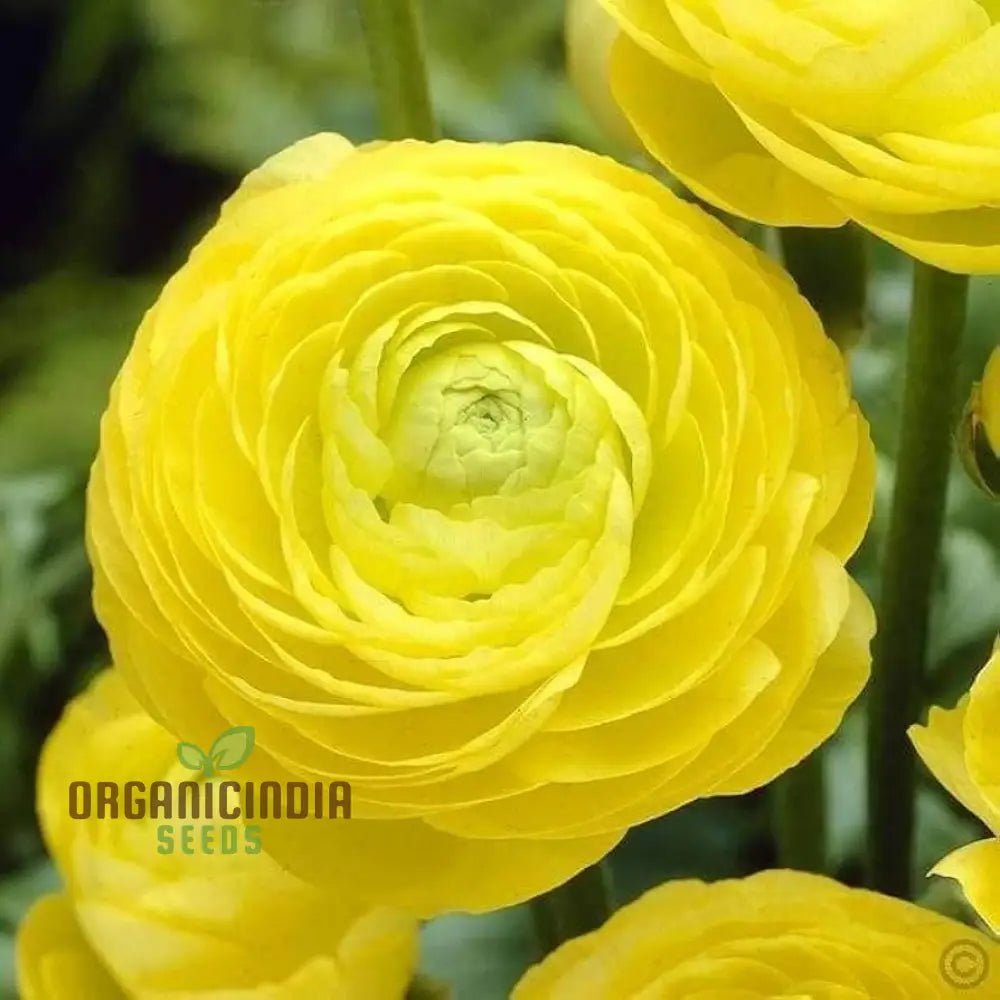 Ranunculus Flower Seeds (Yellow) - Easy Planting Guide Included For Bright Blooms