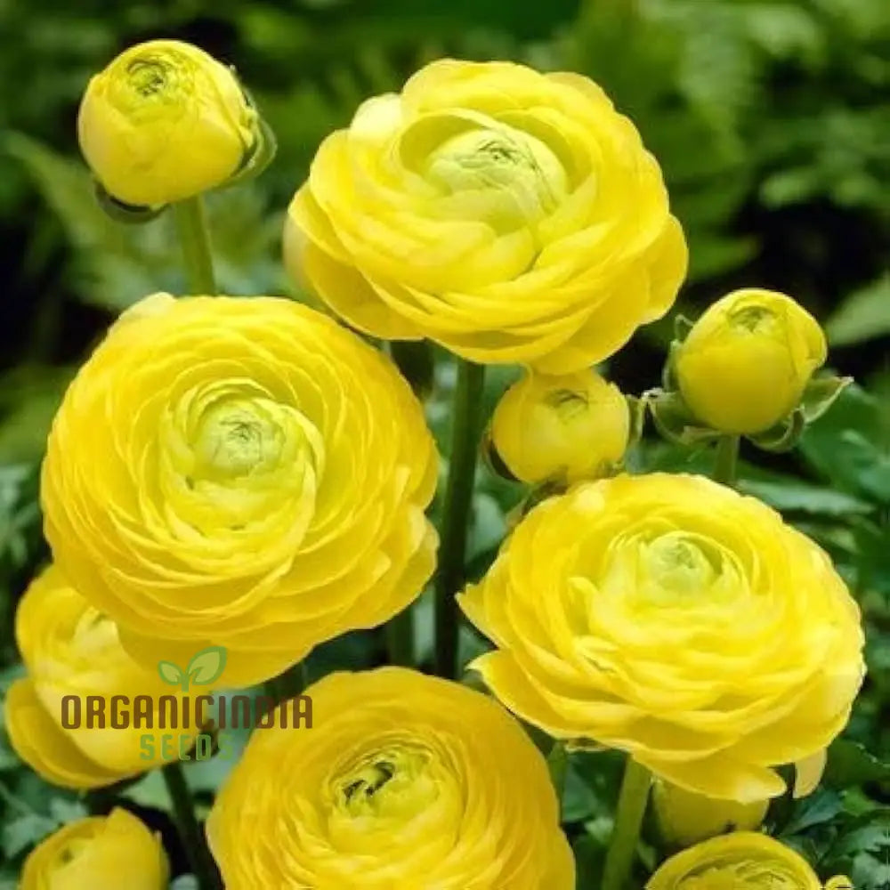 Ranunculus Flower Seeds (Yellow) - Easy Planting Guide Included For Bright Blooms