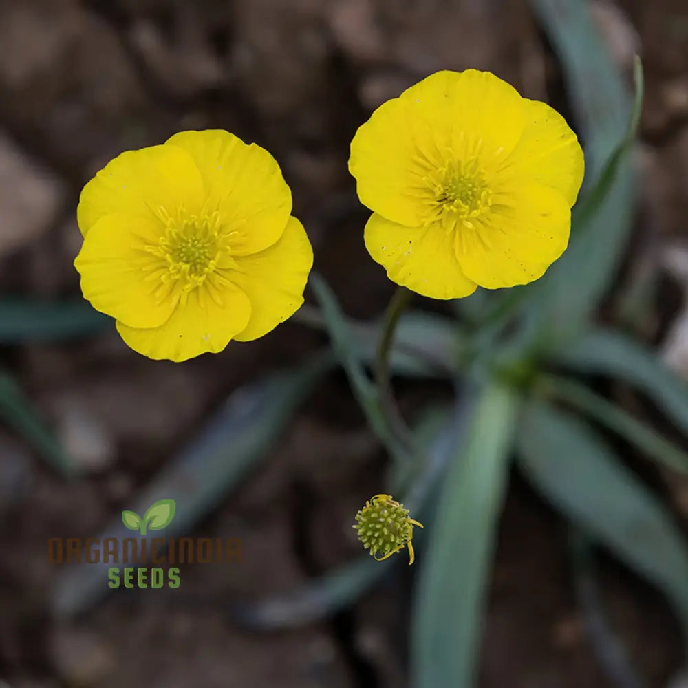 Ranunculus Gramineus Flower Seeds For Planting Delicate Grass-Like Blooms For Your Garden’