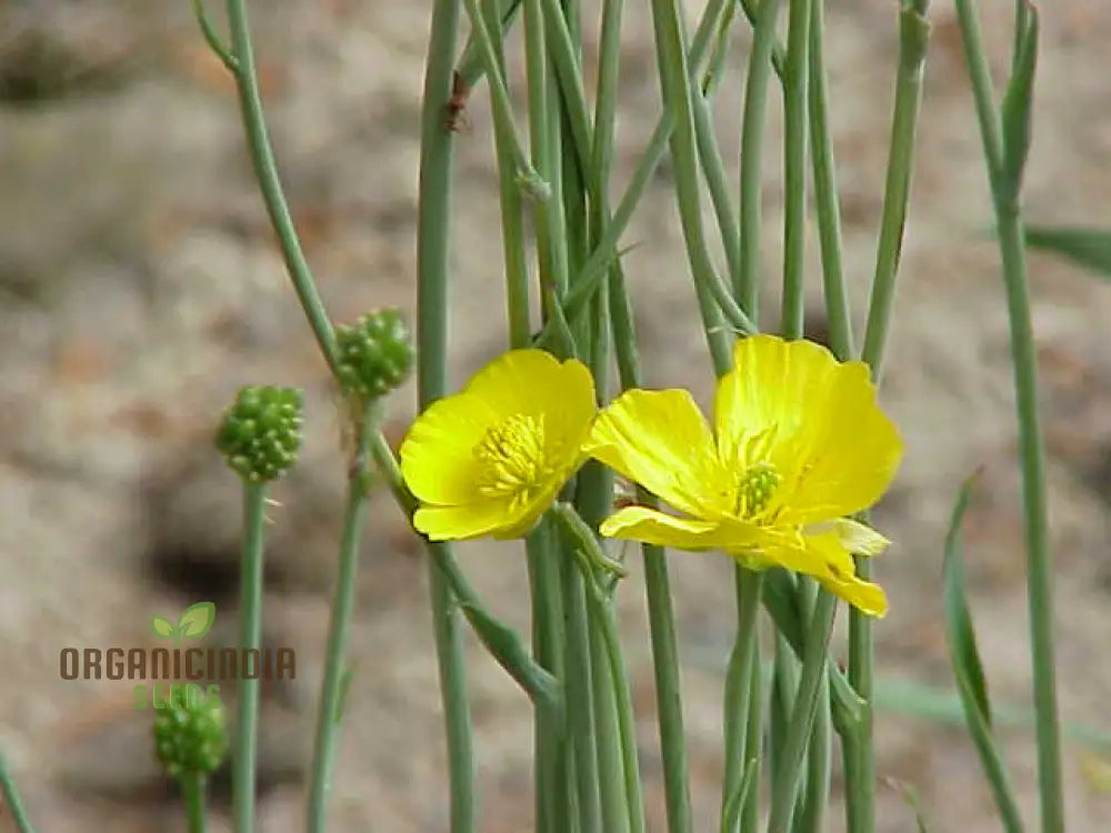 Ranunculus Gramineus Flower Seeds For Planting Delicate Grass-Like Blooms For Your Garden’