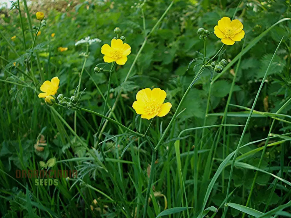 Ranunculus Gramineus Flower Seeds For Planting Delicate Grass-Like Blooms For Your Garden’