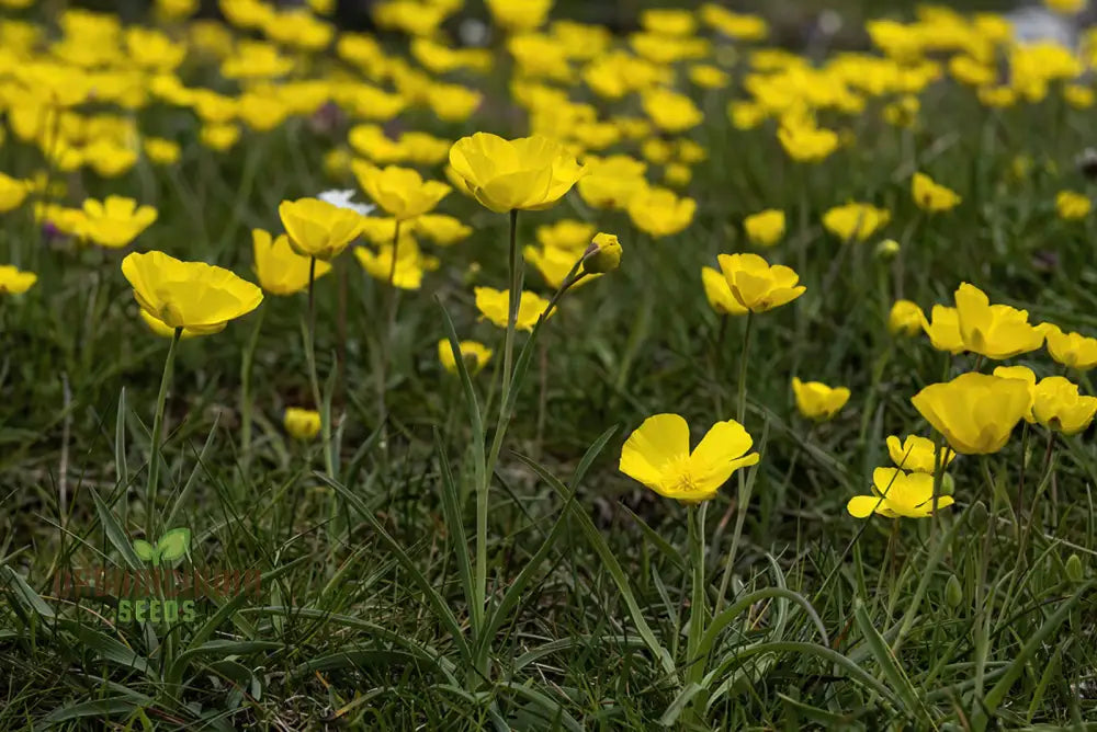 Ranunculus Gramineus Flower Seeds For Planting Delicate Grass-Like Blooms For Your Garden’