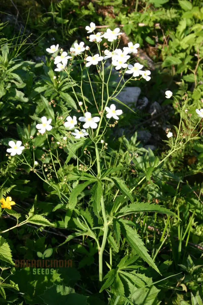 Ranunculus Platanifolius Flower Seeds For Planting Adding Stunning Large Blooms To Your Garden