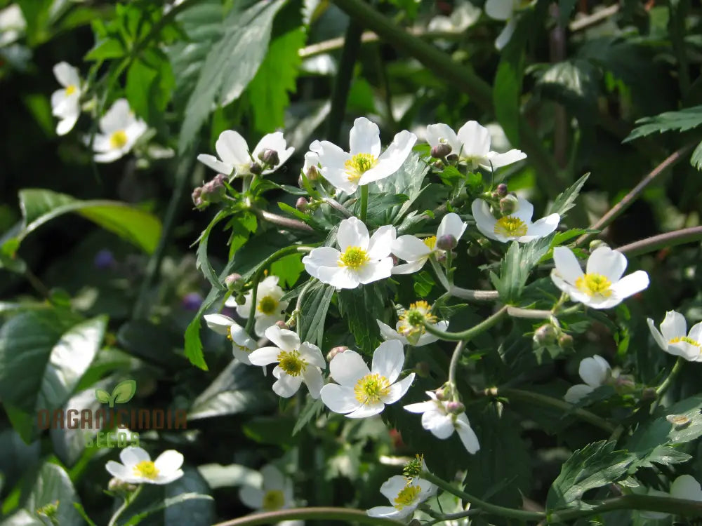 Ranunculus Platanifolius Flower Seeds For Planting Adding Stunning Large Blooms To Your Garden