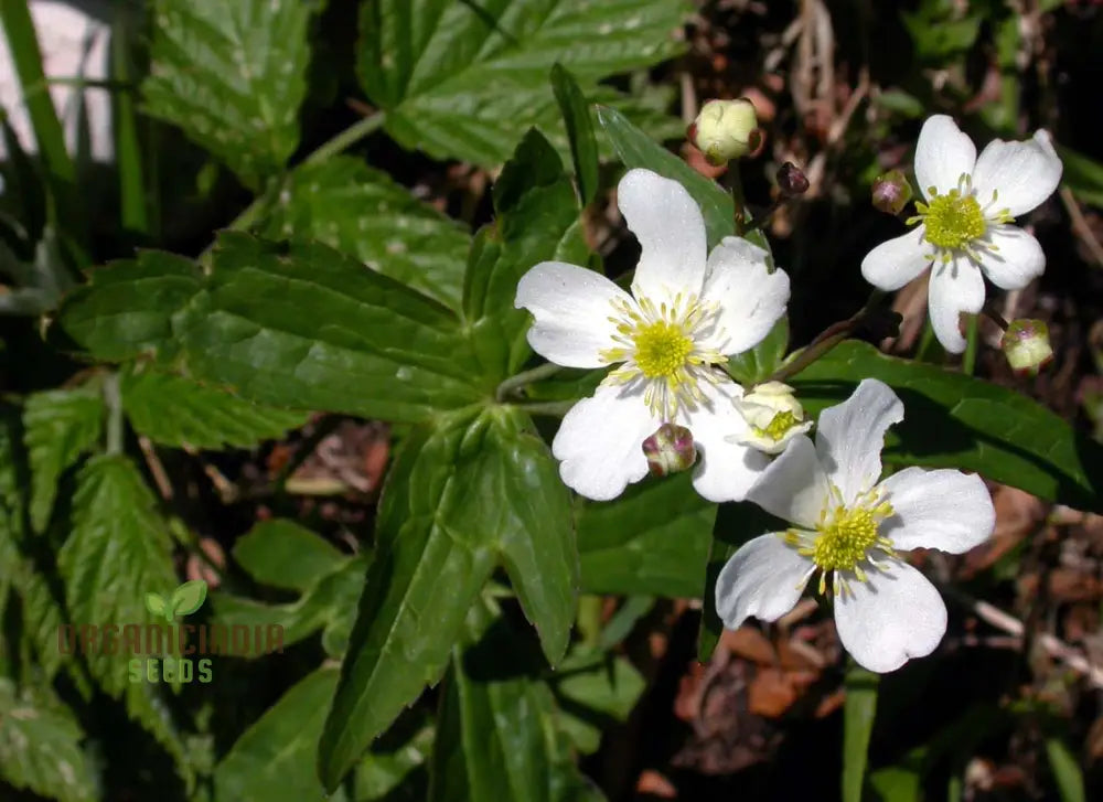 Ranunculus Platanifolius Flower Seeds For Planting Adding Stunning Large Blooms To Your Garden