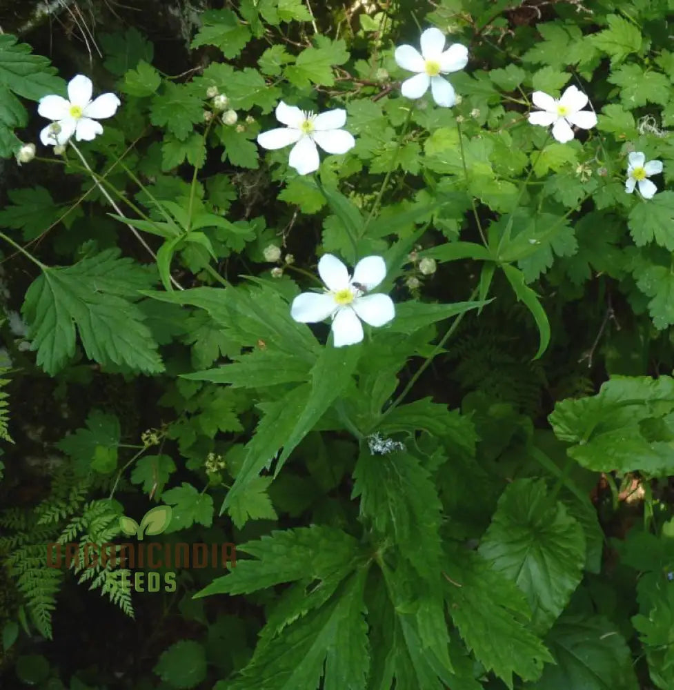 Ranunculus Platanifolius Flower Seeds For Planting Adding Stunning Large Blooms To Your Garden