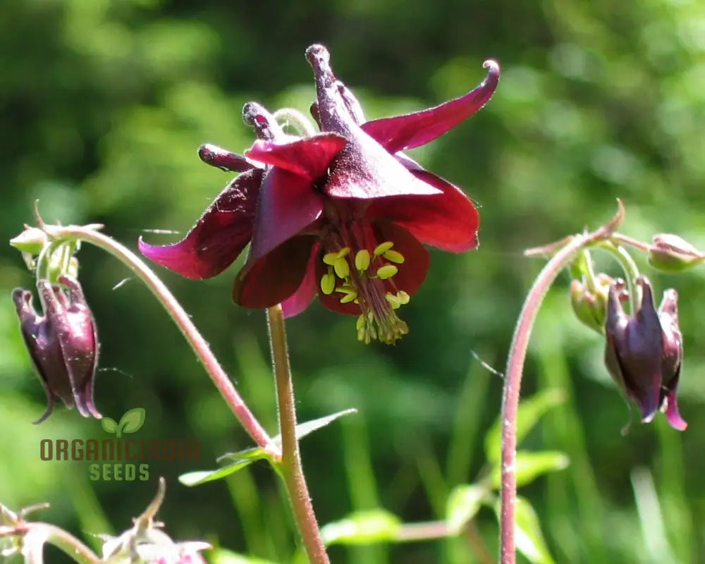 Rare Aquilegia Atrata Seeds - Exotic Gardening Perennial Flower Seed Variety For Beautiful Gardens