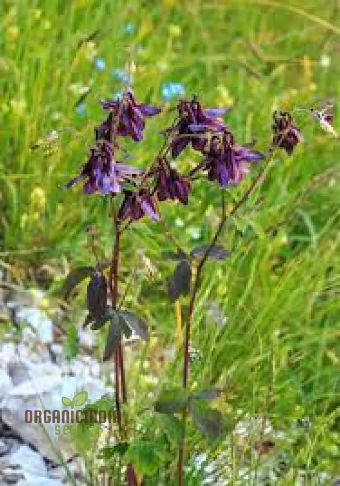 Rare Aquilegia Atrata Seeds - Exotic Gardening Perennial Flower Seed Variety For Beautiful Gardens