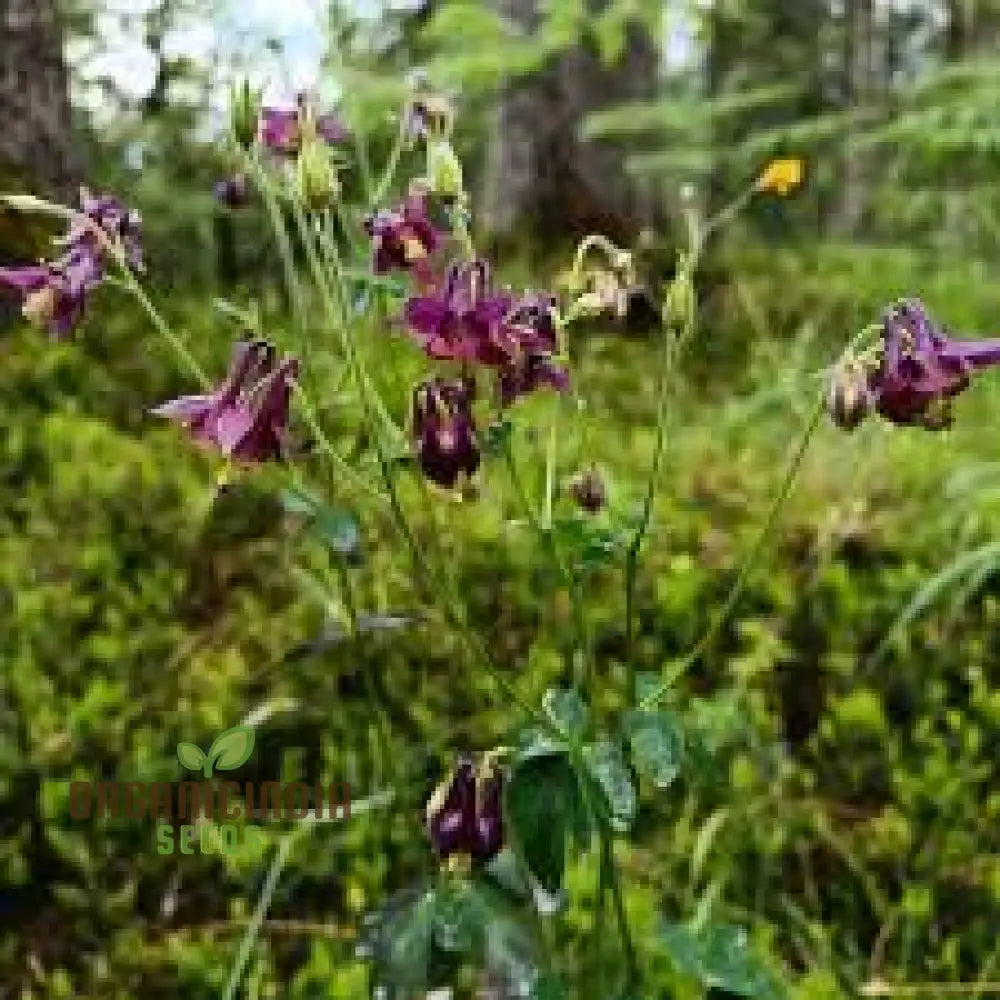 Rare Aquilegia Atrata Seeds - Exotic Gardening Perennial Flower Seed Variety For Beautiful Gardens