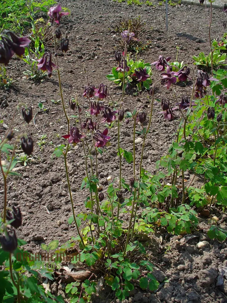 Rare Aquilegia Atrata Seeds - Exotic Gardening Perennial Flower Seed Variety For Beautiful Gardens