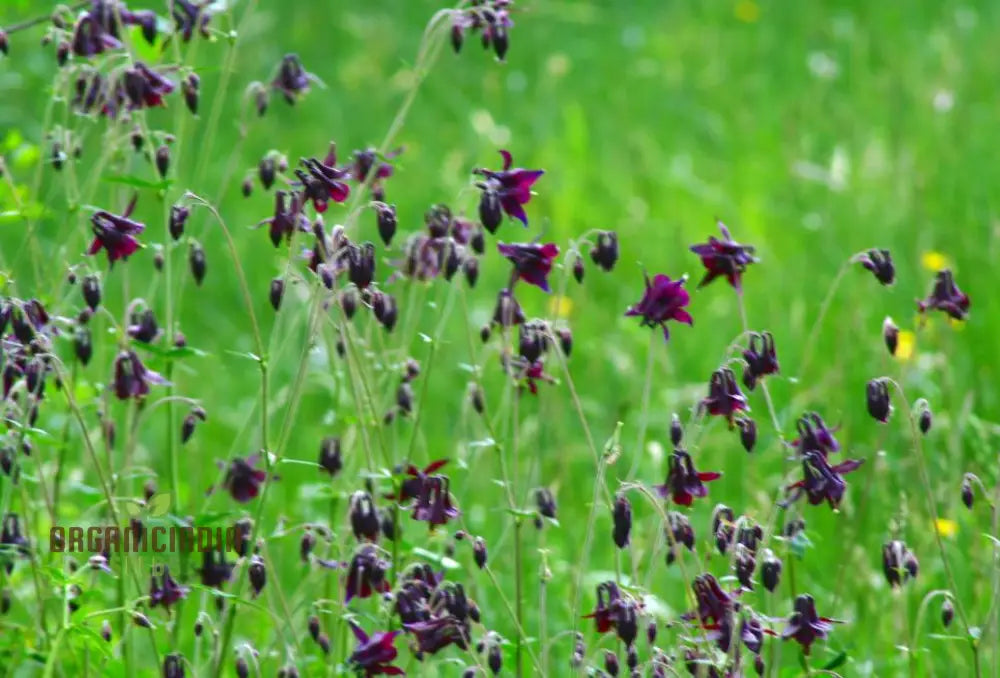 Rare Aquilegia Atrata Seeds - Exotic Gardening Perennial Flower Seed Variety For Beautiful Gardens