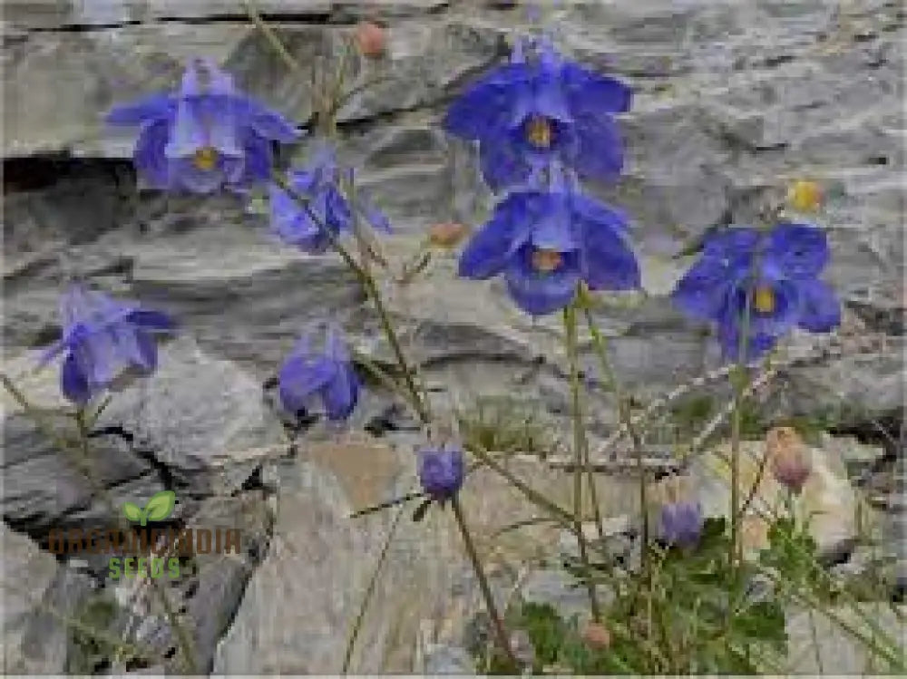 Rare Aquilegia Bertolonii Flower Seeds For Gardening Enthusiasts - Exquisite Columbine Perennial