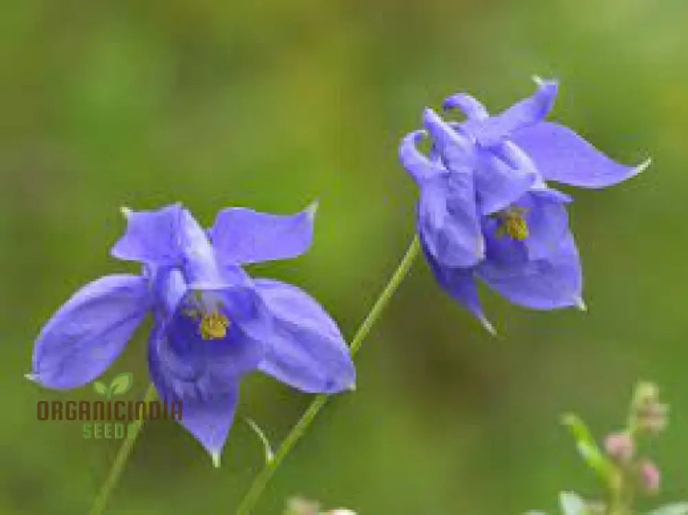 Rare Aquilegia Bertolonii Flower Seeds For Gardening Enthusiasts - Exquisite Columbine Perennial