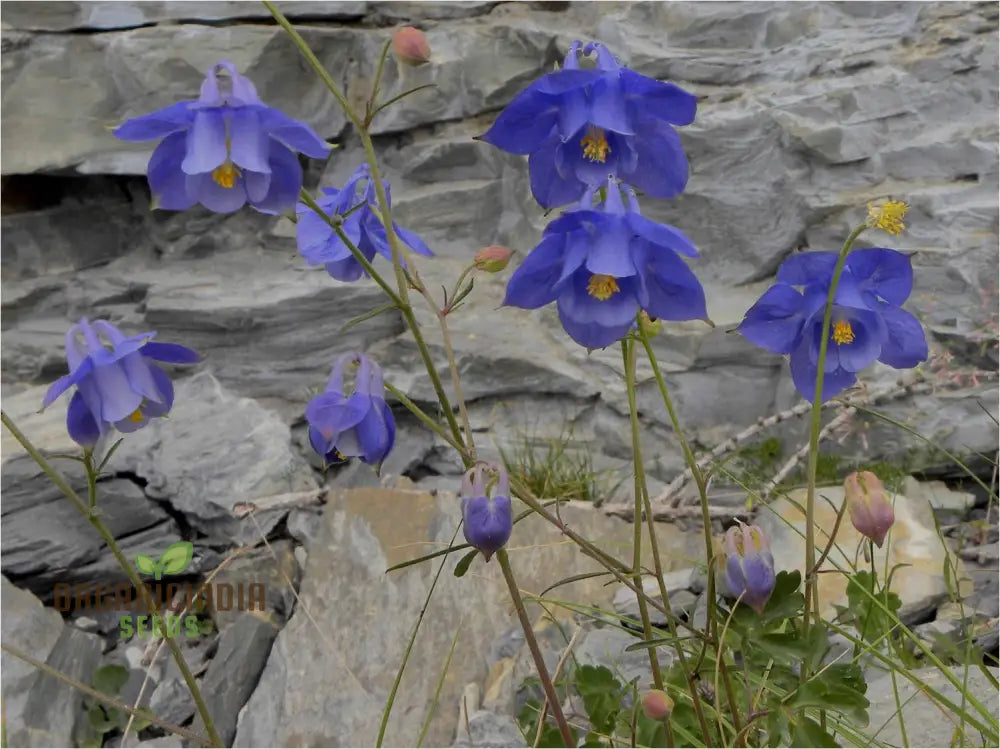 Rare Aquilegia Bertolonii Flower Seeds For Gardening Enthusiasts - Exquisite Columbine Perennial