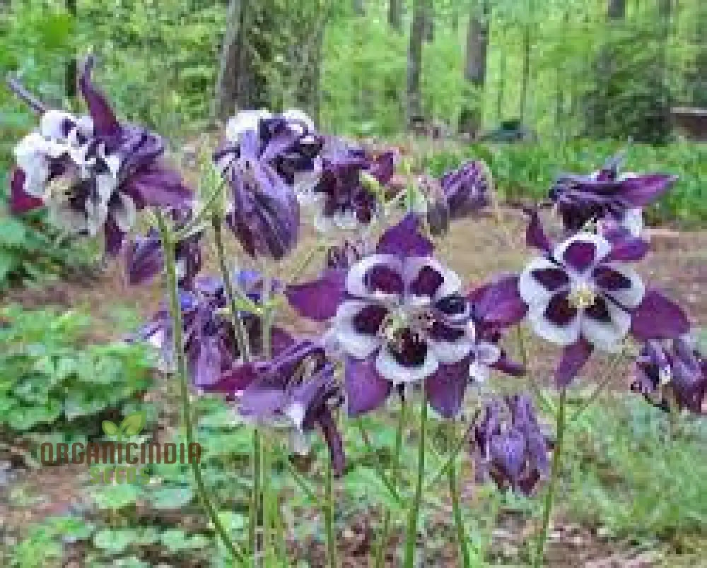 Rare Aquilegia Clematiflora Blue Flower Seeds - Exotic Gardening Plant For Stunning Blooms