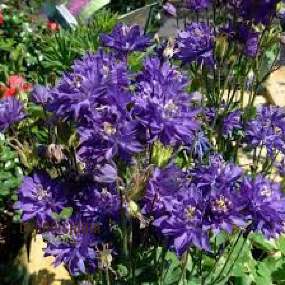 Rare Aquilegia Clematiflora Blue Flower Seeds - Exotic Gardening Plant For Stunning Blooms