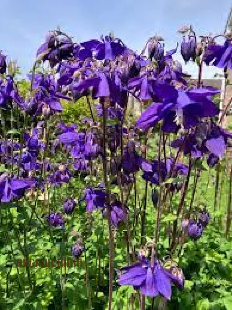 Rare Aquilegia Clematiflora Blue Flower Seeds - Exotic Gardening Plant For Stunning Blooms