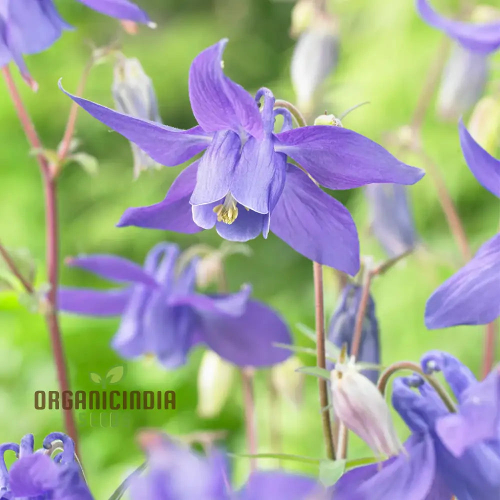 Rare Aquilegia Clematiflora Blue Flower Seeds - Exotic Gardening Plant For Stunning Blooms