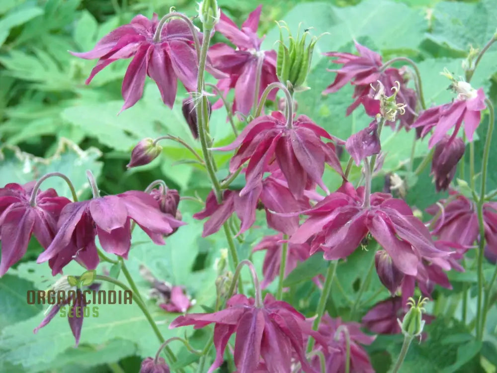 Rare Aquilegia Clematiflora Seeds For Gardening Enthusiasts | Exotic Columbine Flower