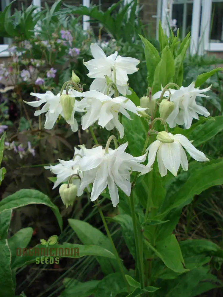 Rare Aquilegia Clematiflora Seeds For Gardening Enthusiasts | Exotic Columbine Flower