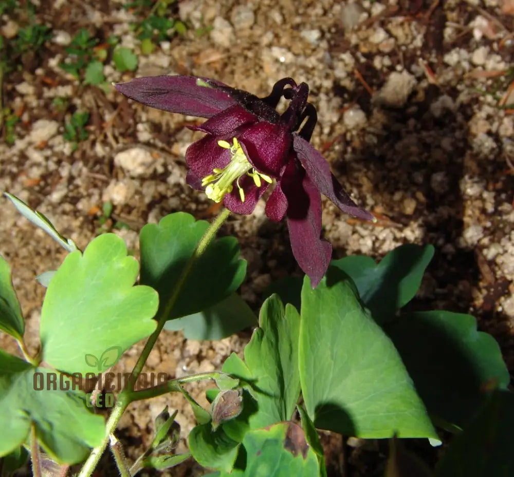 Rare Aquilegia Clematiflora Seeds For Gardening Enthusiasts | Exotic Columbine Flower