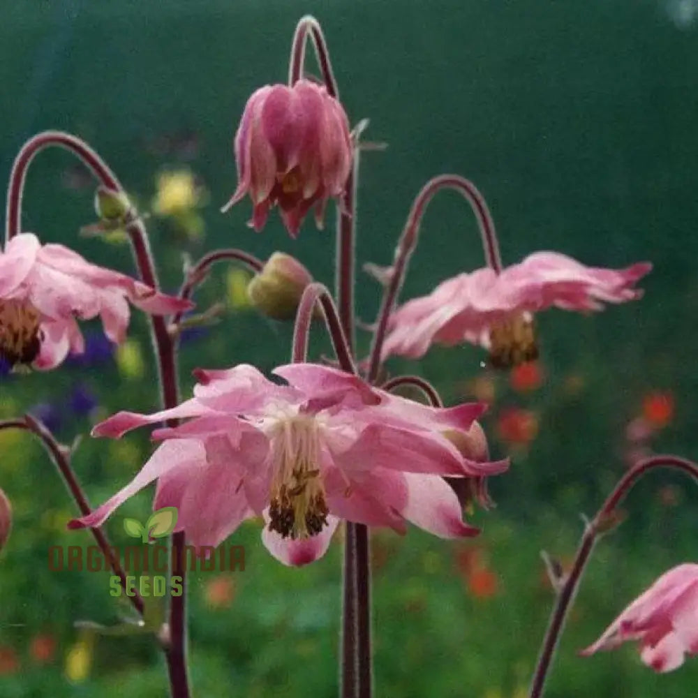 Rare Aquilegia Clematiflora Seeds For Gardening Enthusiasts | Exotic Columbine Flower