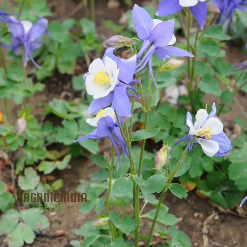 Rare Aquilegia Discolor Flower Seeds | Exotic Gardening Perennial Plant Seed For Home Garden