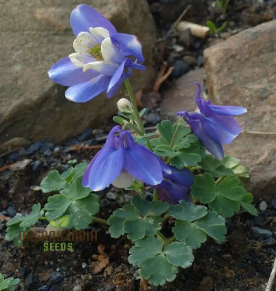 Rare Aquilegia Discolor Flower Seeds | Exotic Gardening Perennial Plant Seed For Home Garden