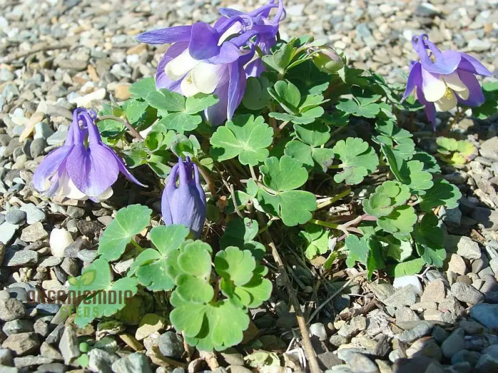 Rare Aquilegia Discolor Flower Seeds | Exotic Gardening Perennial Plant Seed For Home Garden