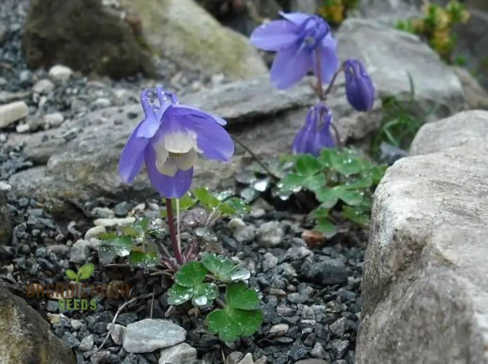 Rare Aquilegia Discolor Flower Seeds | Exotic Gardening Perennial Plant Seed For Home Garden