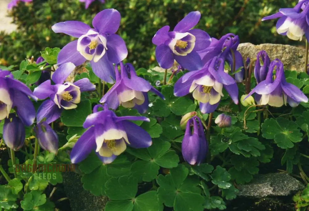 Rare Aquilegia Discolor Flower Seeds | Exotic Gardening Perennial Plant Seed For Home Garden