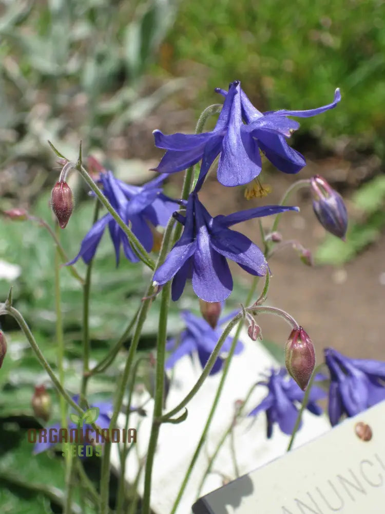 Rare Aquilegia Einseleana Seeds - Exquisite Columbine For Your Garden | Gardening