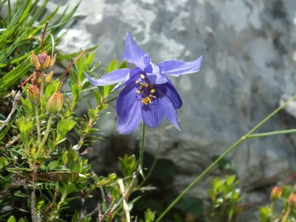 Rare Aquilegia Einseleana Seeds - Exquisite Columbine For Your Garden | Gardening