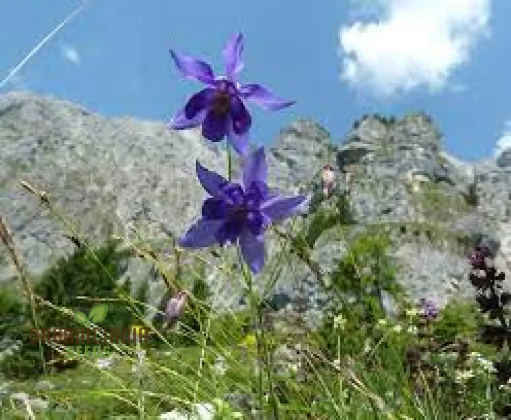 Rare Aquilegia Einseleana Seeds - Exquisite Columbine For Your Garden | Gardening