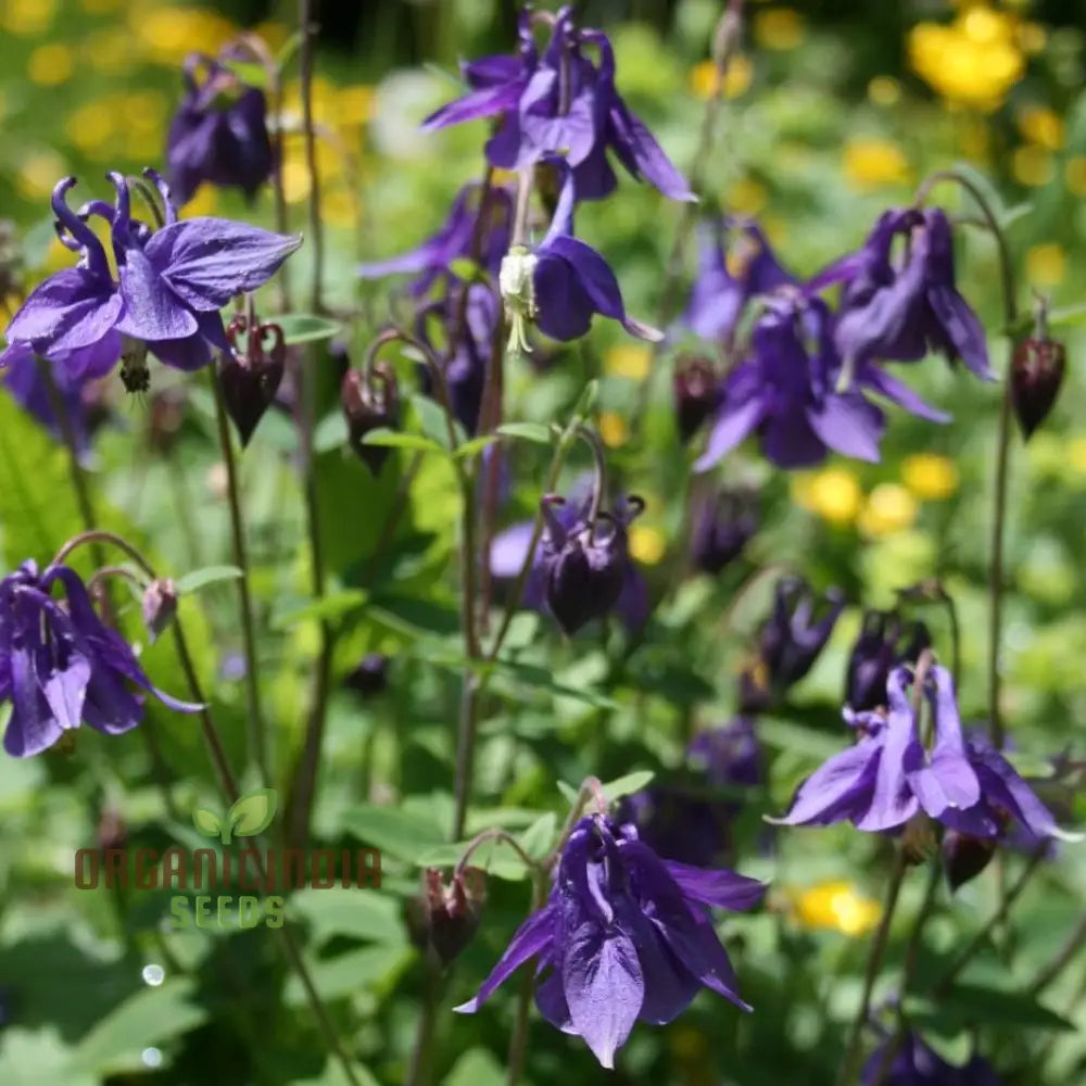 Rare Aquilegia Olympica Seeds - Exquisite Gardening Perennial Flower For Home Gardeners