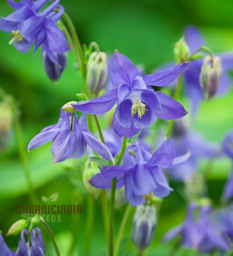 Rare Aquilegia Olympica Seeds - Exquisite Gardening Perennial Flower For Home Gardeners