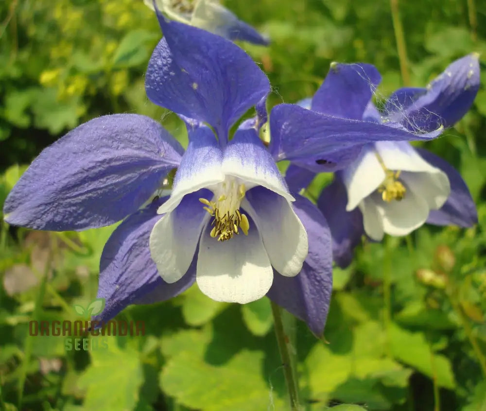 Rare Aquilegia Olympica Seeds - Exquisite Gardening Perennial Flower For Home Gardeners