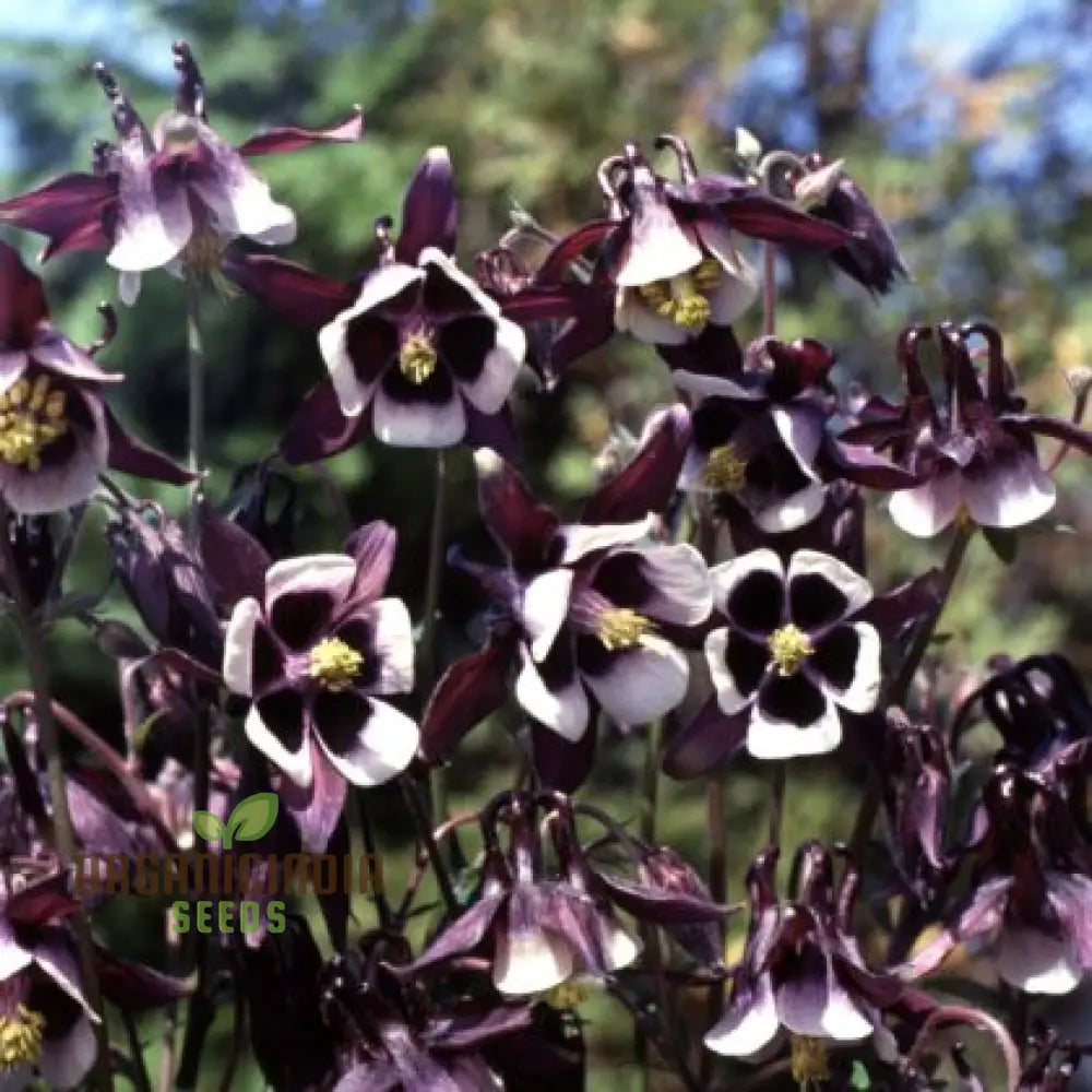 Rare Aquilegia Vulgaris ’Alchemist’s Mix’ Seeds - Exquisite Garden Perennials For Planting