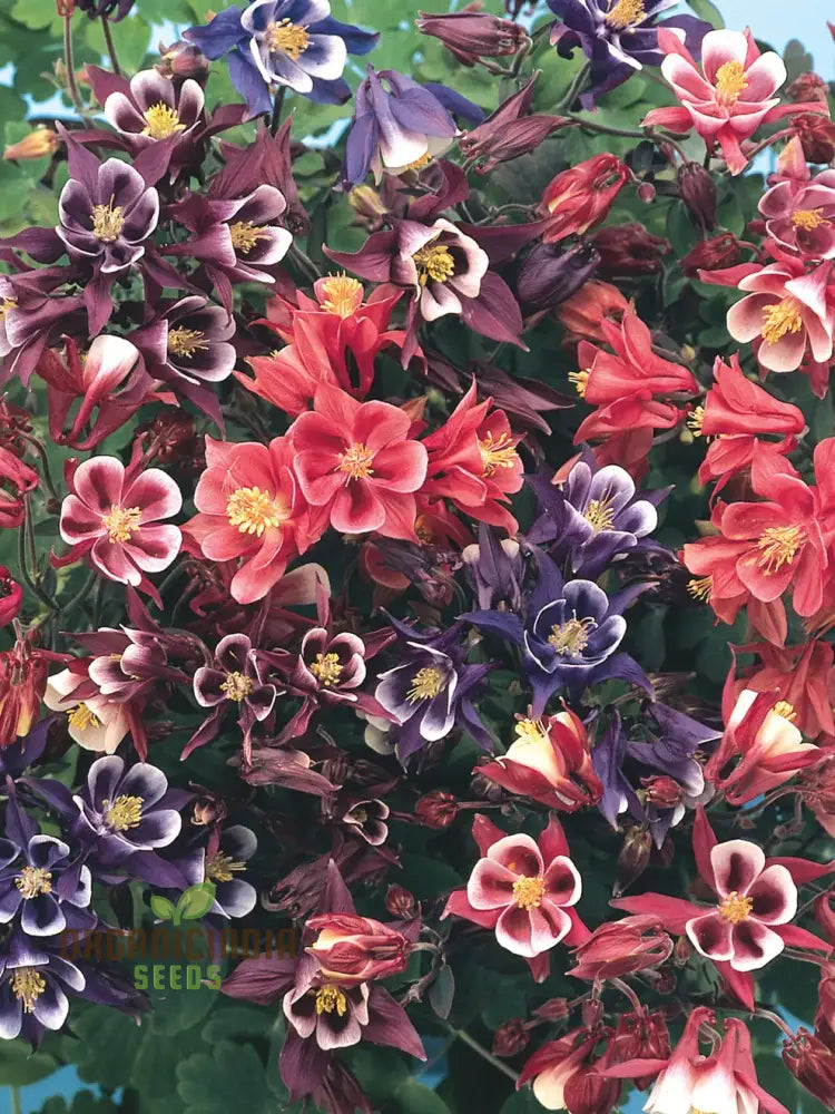 Rare Aquilegia Vulgaris ’Alchemist’s Mix’ Seeds - Exquisite Garden Perennials For Planting