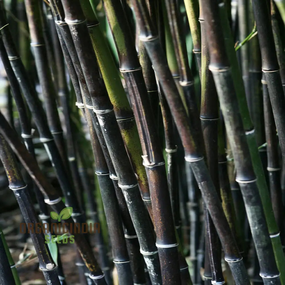 Rare Black Bamboo Planting Seeds Fast Growing Ornamental Ideal For Home Gardens And Landscapingâ€™