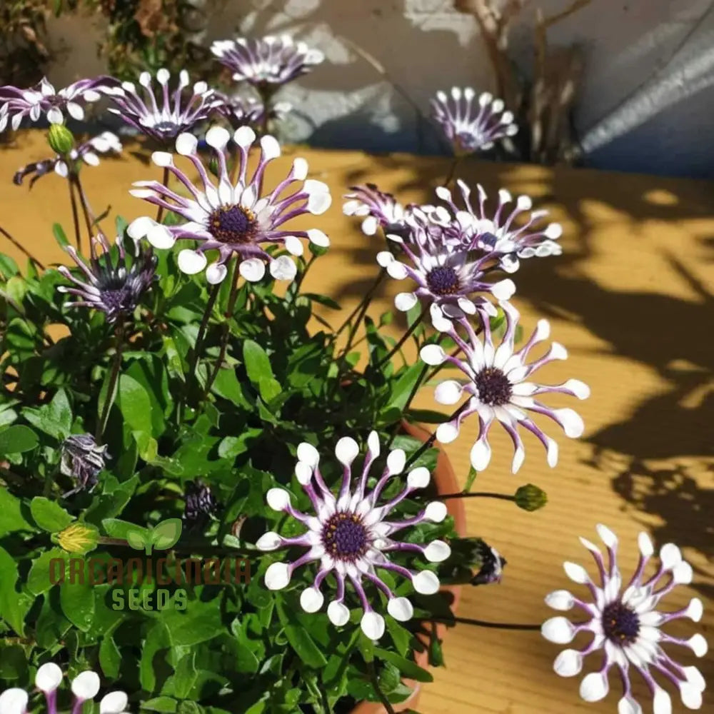 Rare Blue Daisy Flower Seeds Essential For Gardening And Planting Enthusiasts