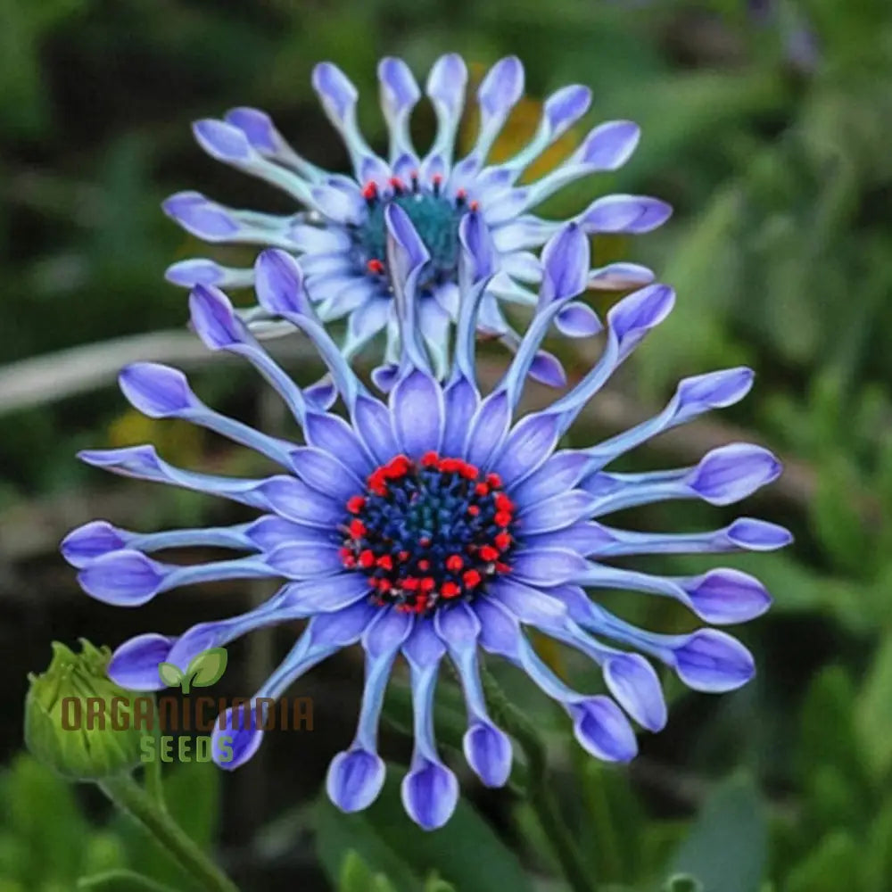 Rare Blue Daisy Flower Seeds Essential For Gardening And Planting Enthusiasts