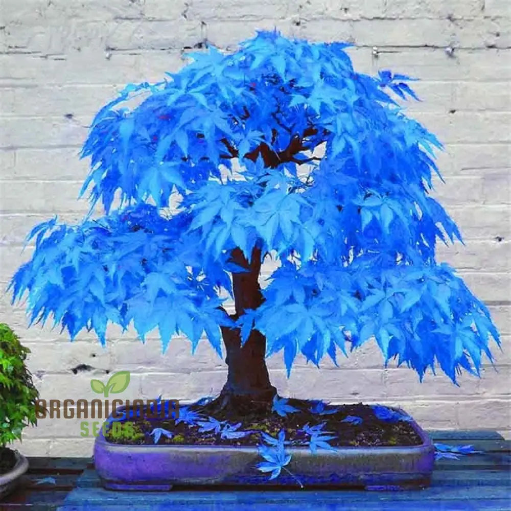 Rare Blue Maple Dwarf Seeds For Planting Unique And Beautiful Miniature Tree Your Garden Plant