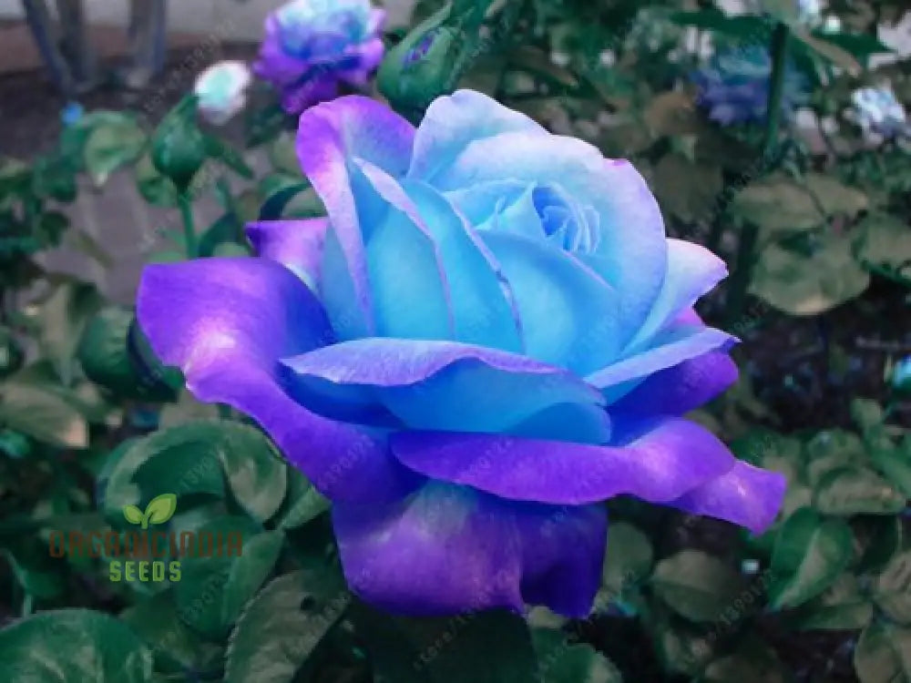 Rare Blue Pink Rose Seeds For Planting - Balcony Garden (100 Pcs) Flower Seeds