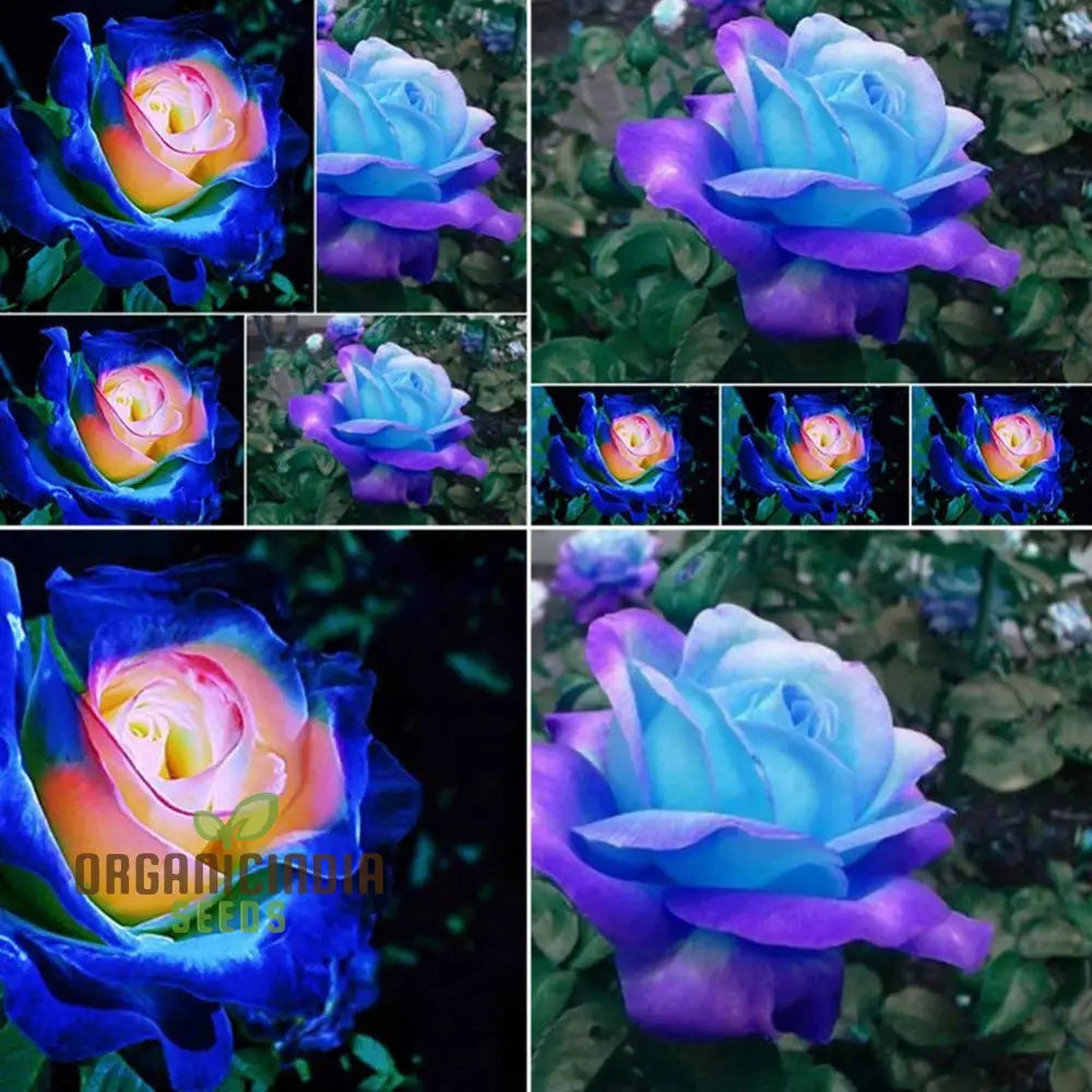 Rare Blue Pink Rose Seeds For Planting - Balcony Garden (100 Pcs) Flower Seeds