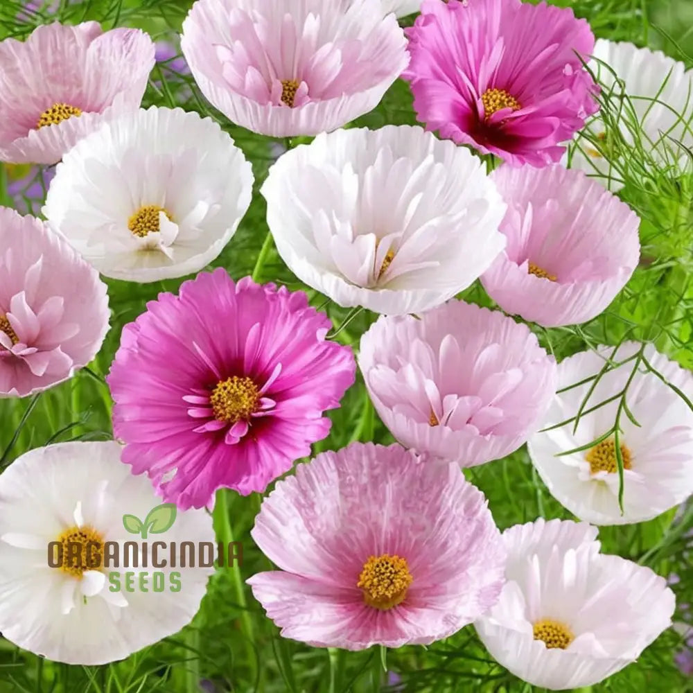 Rare Blush Pink Cosmos Seeds Exquisite Blooms Limited Edition Perfect For Garden Flower Seeds