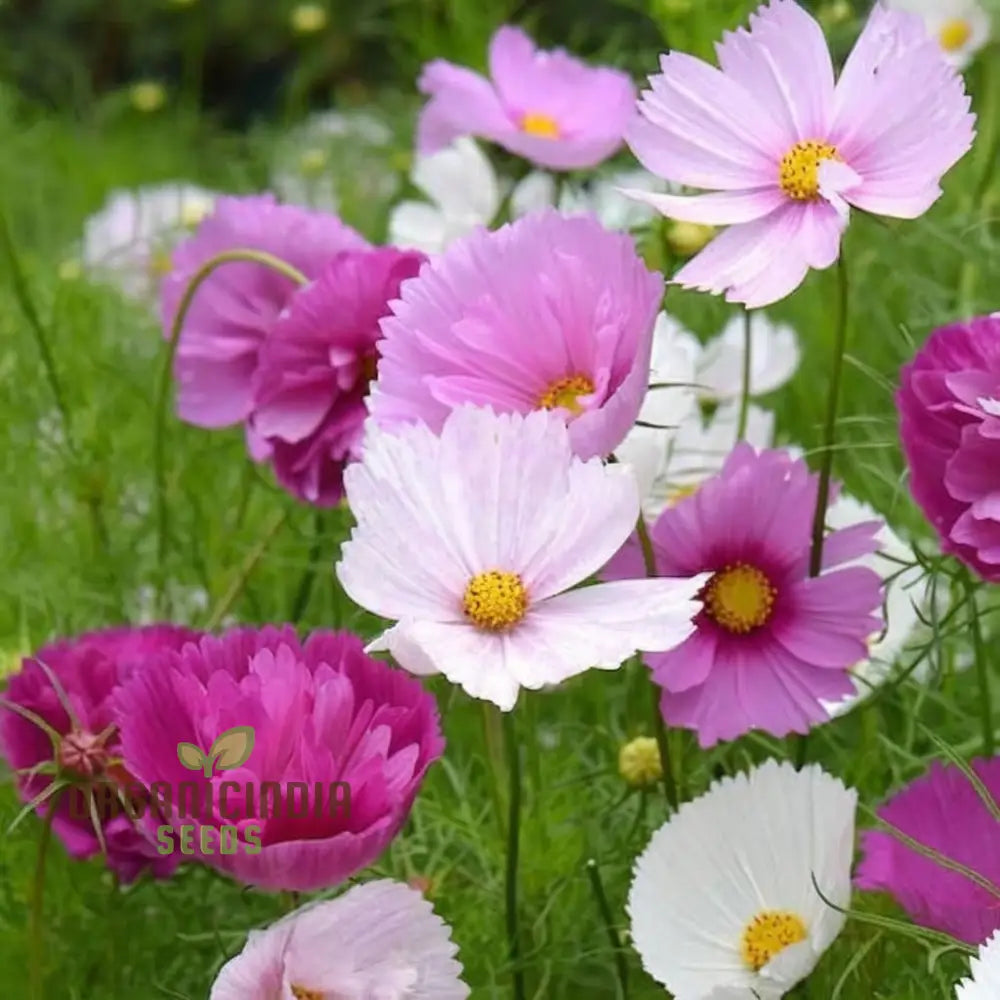 Rare Blush Pink Cosmos Seeds Exquisite Blooms Limited Edition Perfect For Garden Flower Seeds